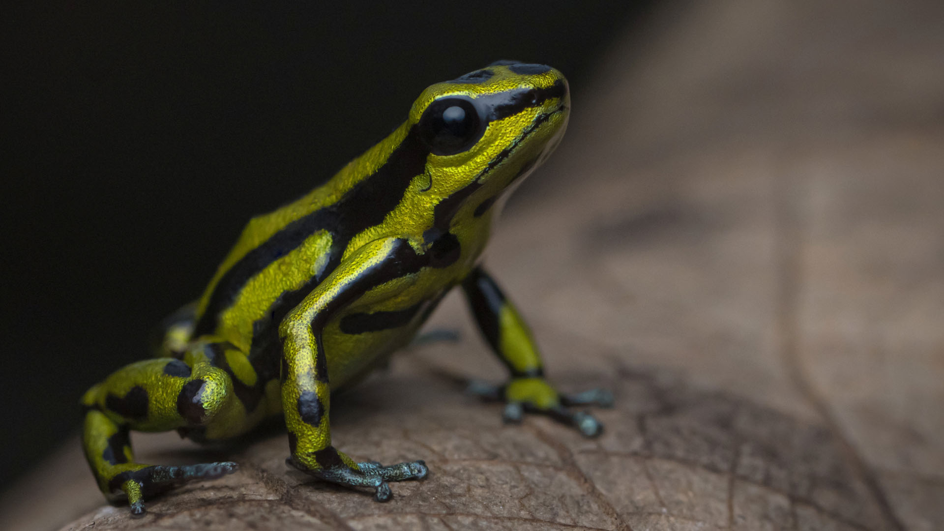 Poison Frogs Herping Tour